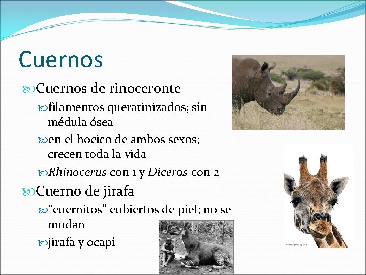 Cuernos de rinoceronte filamentos queratinizados; sin médula ósea en el hocico de ambos sexos;