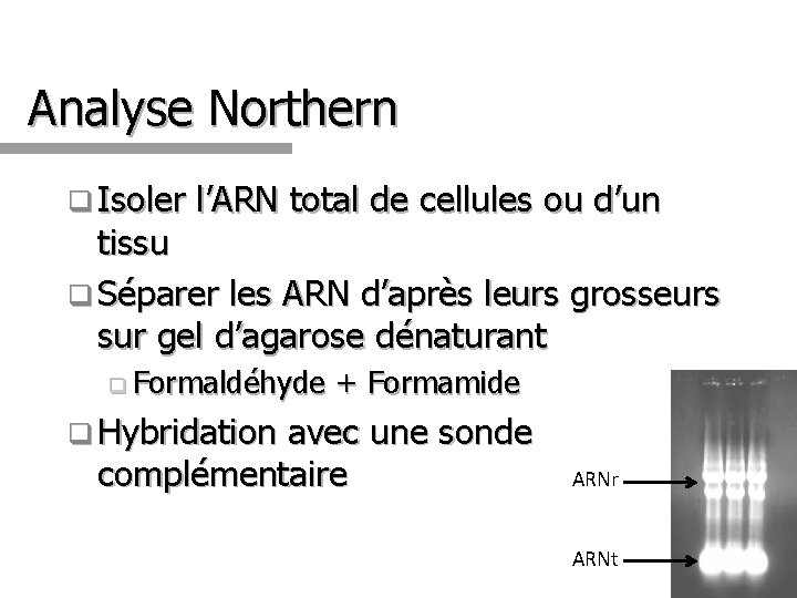 Analyse Northern q Isoler l’ARN total de cellules ou d’un tissu q Séparer les