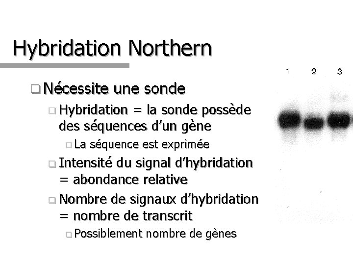 Hybridation Northern q Nécessite une sonde q Hybridation = la sonde possède des séquences