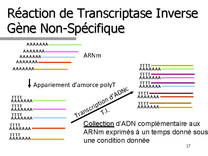 Réaction de Transcriptase Inverse Gène Non-Spécifique AAAAAAA ARNm AAAAAAA Appariement d’amorce poly. T TTTT