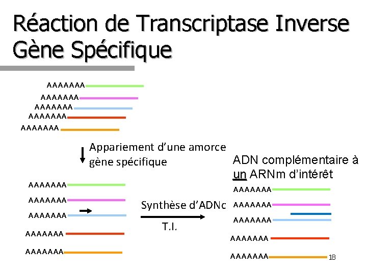 Réaction de Transcriptase Inverse Gène Spécifique AAAAAAA AAAAAAA AAAAAAA Appariement d’une amorce ADN complémentaire