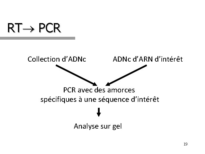 RT PCR Collection d’ADNc d’ARN d’intérêt PCR avec des amorces spécifiques à une séquence