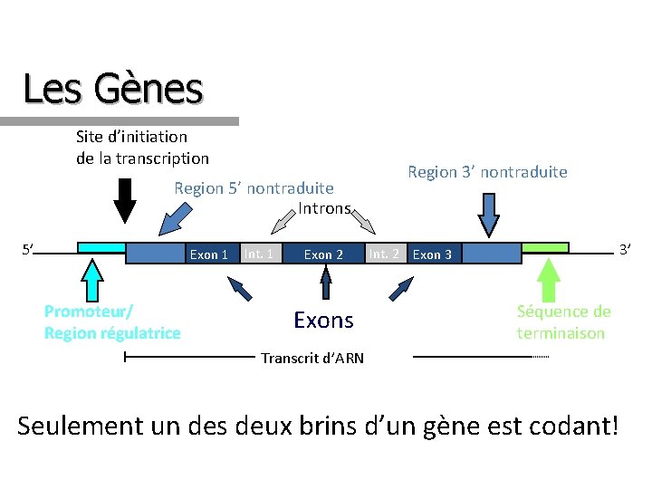 Les Gènes Site d’initiation de la transcription Region 5’ nontraduite Introns 5’ Exon 1