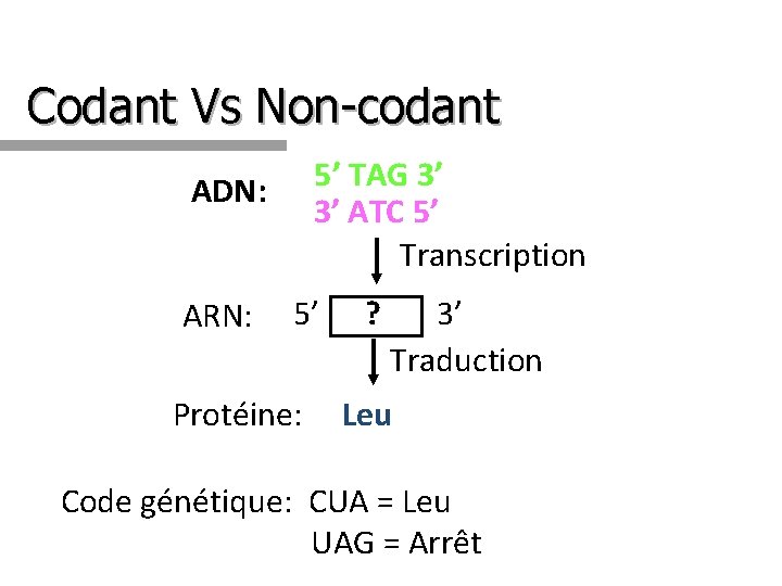 Codant Vs Non-codant 5’ TAG 3’ 3’ ATC 5’ Transcription ADN: ARN: 5’ Protéine: