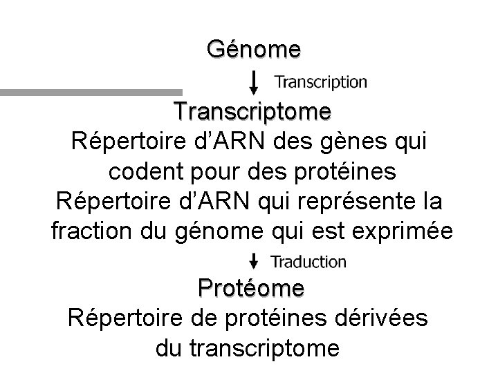 Génome Transcriptome Répertoire d’ARN des gènes qui codent pour des protéines Répertoire d’ARN qui