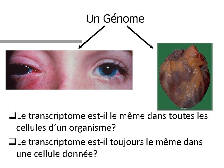 Un Génome q. Le transcriptome est-il le même dans toutes les cellules d’un organisme?