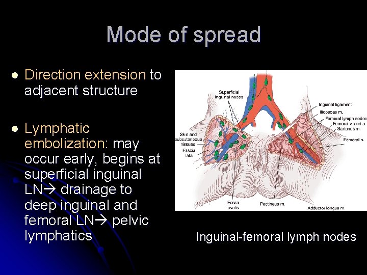 Mode of spread l Direction extension to adjacent structure l Lymphatic embolization: may occur