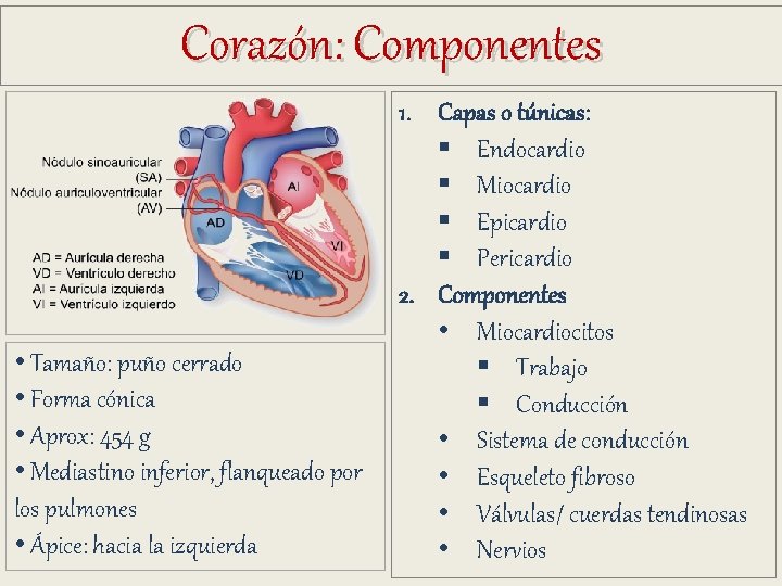 Corazón: Componentes • Tamaño: puño cerrado • Forma cónica • Aprox: 454 g • Corazón: Componentes • Tamaño: puño cerrado • Forma cónica • Aprox: 454 g •