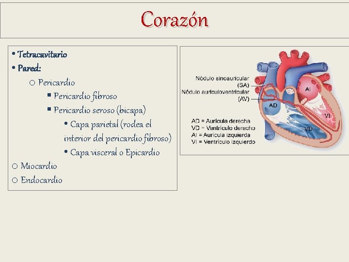 Corazón • Tetracavitario • Pared: o Pericardio § Pericardio fibroso § Pericardio seroso (bicapa) Corazón • Tetracavitario • Pared: o Pericardio § Pericardio fibroso § Pericardio seroso (bicapa)