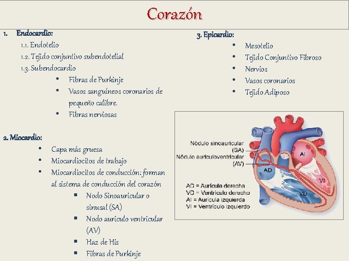 Corazón 1. Endocardio: 1. 1. Endotelio 1. 2. Tejido conjuntivo subendotelial 1. 3. Subendocardio Corazón 1. Endocardio: 1. 1. Endotelio 1. 2. Tejido conjuntivo subendotelial 1. 3. Subendocardio