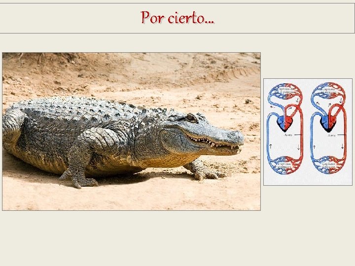 Por cierto… Por cierto…