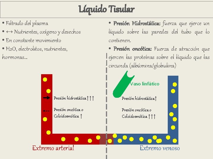 Líquido Tisular • Filtrado del plasma • ↔ Nutrientes, oxígeno y desechos • En Líquido Tisular • Filtrado del plasma • ↔ Nutrientes, oxígeno y desechos • En