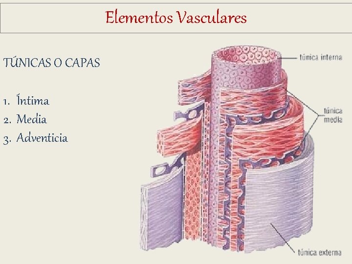 Elementos Vasculares TÚNICAS O CAPAS 1. Íntima 2. Media 3. Adventicia Elementos Vasculares TÚNICAS O CAPAS 1. Íntima 2. Media 3. Adventicia