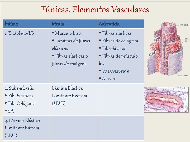 Túnicas: Elementos Vasculares Íntima 1. Endotelio/LB Media • Músculo Liso • Láminas de fibras Túnicas: Elementos Vasculares Íntima 1. Endotelio/LB Media • Músculo Liso • Láminas de fibras