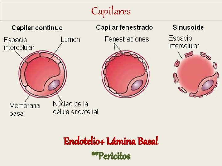 Capilares Endotelio+ Lámina Basal **Pericitos Capilares Endotelio+ Lámina Basal **Pericitos
