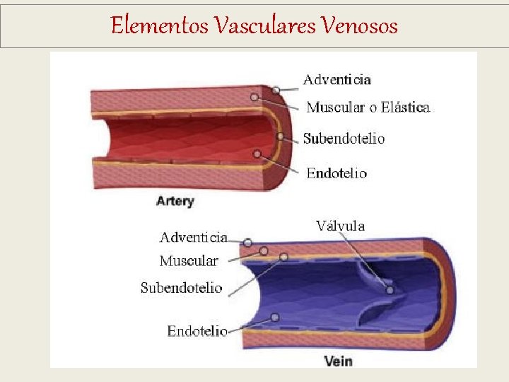 Elementos Vasculares Venosos Elementos Vasculares Venosos