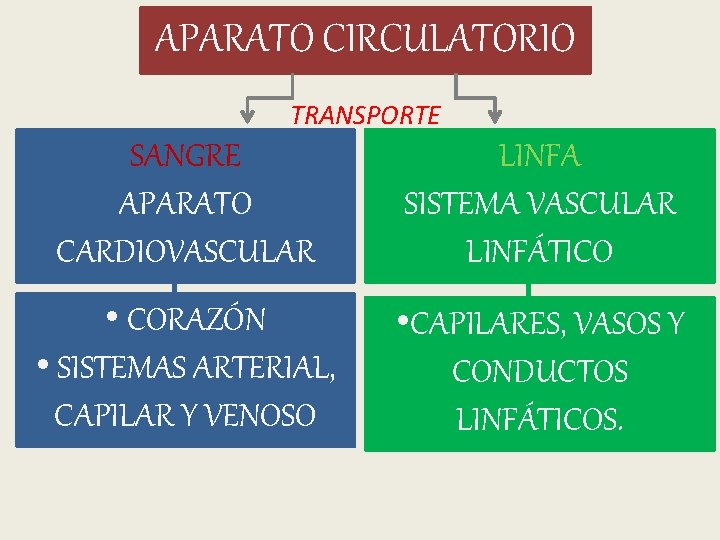 APARATO CIRCULATORIO TRANSPORTE SANGRE APARATO CARDIOVASCULAR LINFA SISTEMA VASCULAR LINFÁTICO • CORAZÓN • SISTEMAS APARATO CIRCULATORIO TRANSPORTE SANGRE APARATO CARDIOVASCULAR LINFA SISTEMA VASCULAR LINFÁTICO • CORAZÓN • SISTEMAS