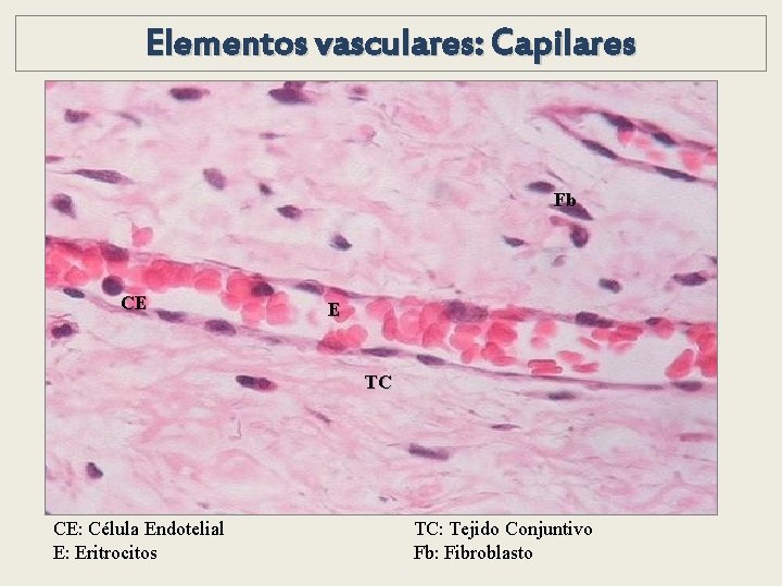 Elementos vasculares: Capilares Fb CE E TC CE: Célula Endotelial E: Eritrocitos TC: Tejido Elementos vasculares: Capilares Fb CE E TC CE: Célula Endotelial E: Eritrocitos TC: Tejido