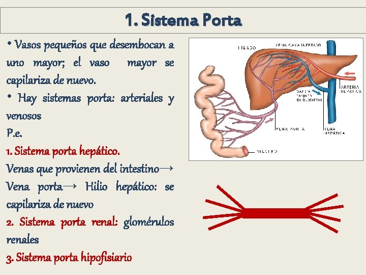 1. Sistema Porta • Vasos pequeños que desembocan a uno mayor; el vaso mayor 1. Sistema Porta • Vasos pequeños que desembocan a uno mayor; el vaso mayor