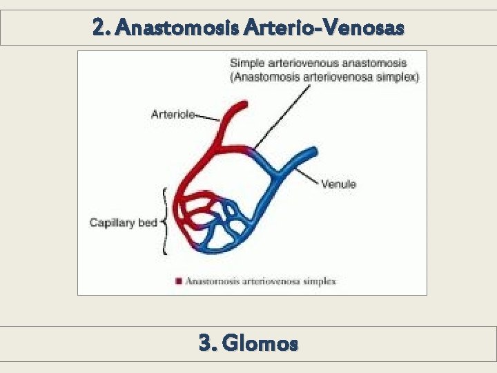 2. Anastomosis Arterio-Venosas 3. Glomos 2. Anastomosis Arterio-Venosas 3. Glomos