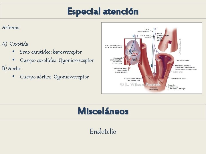 Especial atención Arterias A) Carótida: • Seno carotídeo: barorreceptor • Cuerpo carotídeo: Quimiorreceptor B) Especial atención Arterias A) Carótida: • Seno carotídeo: barorreceptor • Cuerpo carotídeo: Quimiorreceptor B)