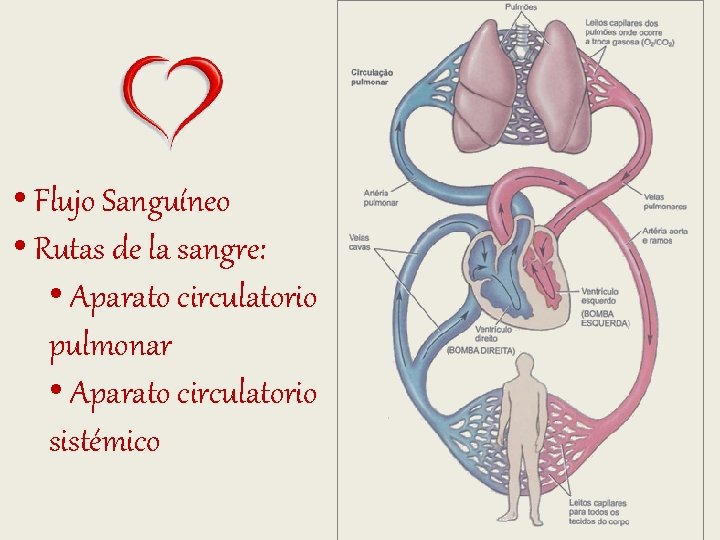 • Flujo Sanguíneo • Rutas de la sangre: • Aparato circulatorio pulmonar • • Flujo Sanguíneo • Rutas de la sangre: • Aparato circulatorio pulmonar •