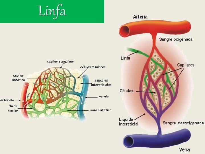 Linfa Linfa