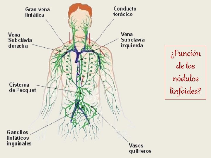 ¿Función de los nódulos linfoides? ¿Función de los nódulos linfoides?