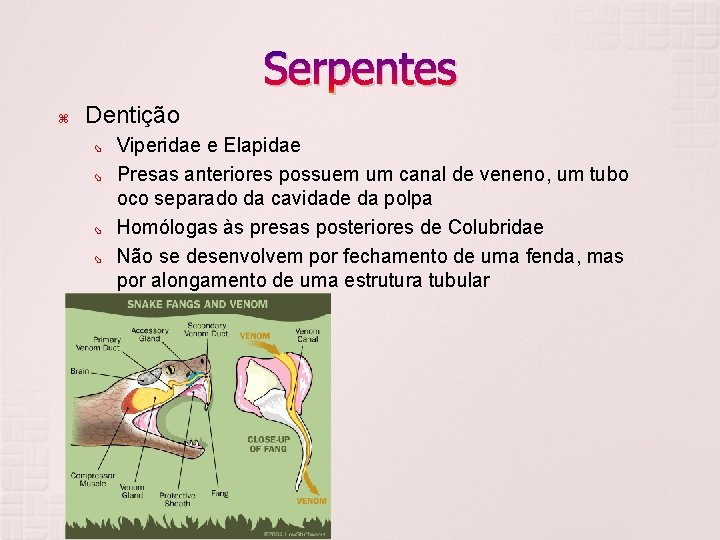 Serpentes Dentição Viperidae e Elapidae Presas anteriores possuem um canal de veneno, um tubo