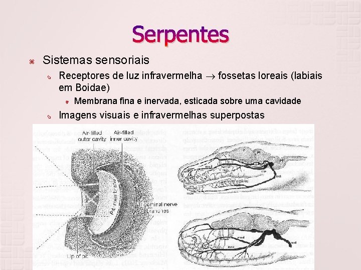 Serpentes Sistemas sensoriais Receptores de luz infravermelha fossetas loreais (labiais em Boidae) Y Membrana