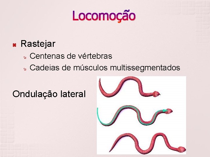 Locomoção Rastejar Centenas de vértebras Cadeias de músculos multissegmentados Ondulação lateral 