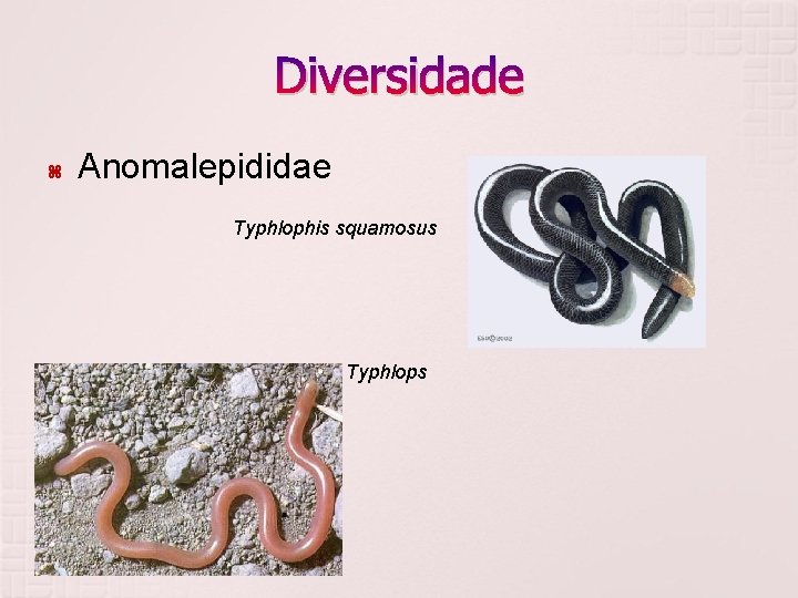 Diversidade Anomalepididae Typhlophis squamosus Typhlopidae 
