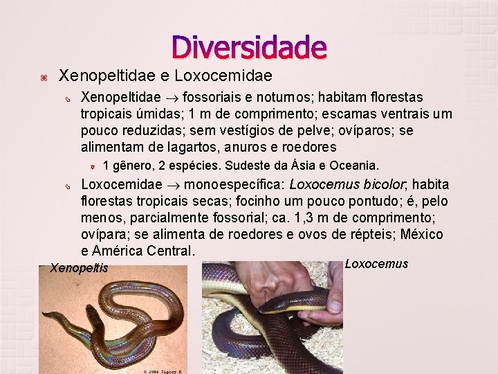 Diversidade Xenopeltidae e Loxocemidae Xenopeltidae fossoriais e noturnos; habitam florestas tropicais úmidas; 1 m