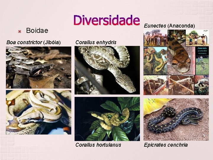  Boidae Boa constrictor (Jibóia) Diversidade Eunectes (Anaconda) Corallus enhydris Corallus hortulanus Epicrates cenchria