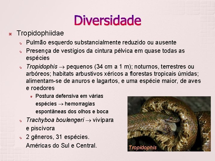 Diversidade Tropidophiidae Pulmão esquerdo substancialmente reduzido ou ausente Presença de vestígios da cintura pélvica