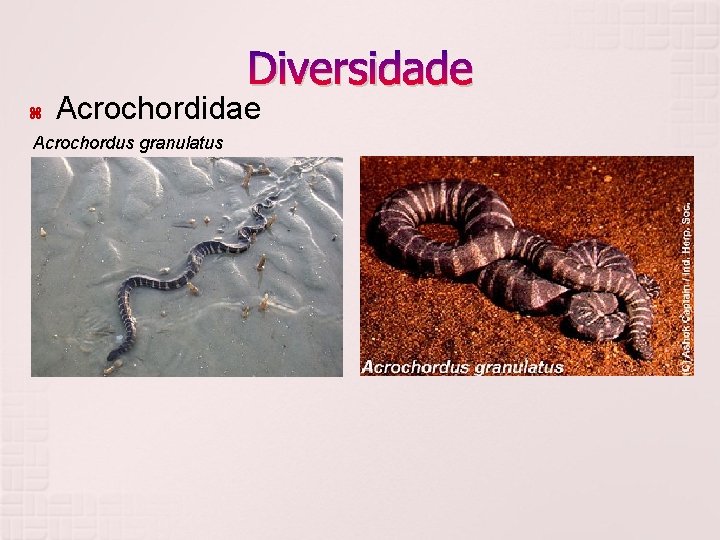 Diversidade Acrochordidae Acrochordus granulatus 