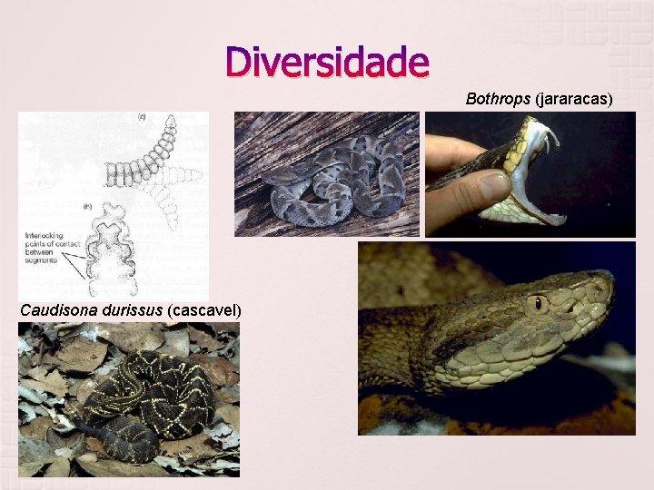 Diversidade Bothrops (jararacas) Viperidae Caudisona durissus (cascavel) 