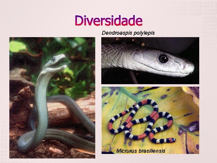 Diversidade Dendroaspis polylepis Elapidae Micrurus brasiliensis 