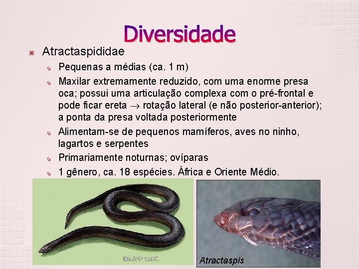 Diversidade Atractaspididae Pequenas a médias (ca. 1 m) Maxilar extremamente reduzido, com uma enorme