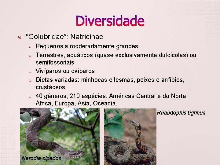 Diversidade “Colubridae”: Natricinae Pequenos a moderadamente grandes Terrestres, aquáticos (quase exclusivamente dulcícolas) ou semifossoriais