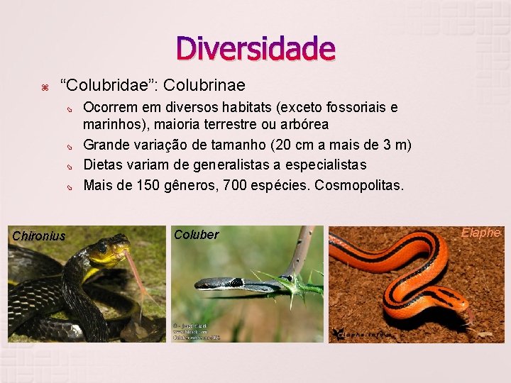 Diversidade “Colubridae”: Colubrinae Chironius Ocorrem em diversos habitats (exceto fossoriais e marinhos), maioria terrestre