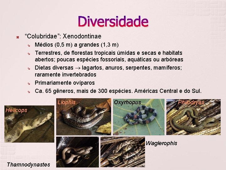 Diversidade “Colubridae”: Xenodontinae Médios (0, 5 m) a grandes (1, 3 m) Terrestres, de