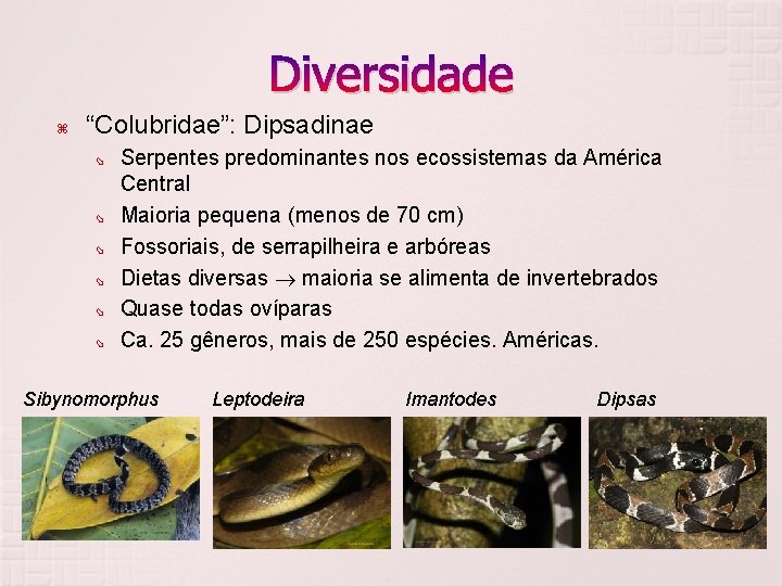 Diversidade “Colubridae”: Dipsadinae Serpentes predominantes nos ecossistemas da América Central Maioria pequena (menos de