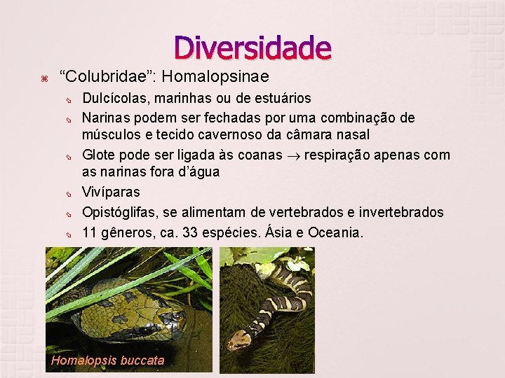 Diversidade “Colubridae”: Homalopsinae Dulcícolas, marinhas ou de estuários Narinas podem ser fechadas por uma