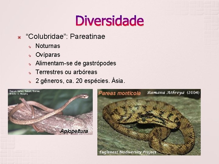 Diversidade “Colubridae”: Pareatinae Noturnas Ovíparas Alimentam-se de gastrópodes Terrestres ou arbóreas 2 gêneros, ca.
