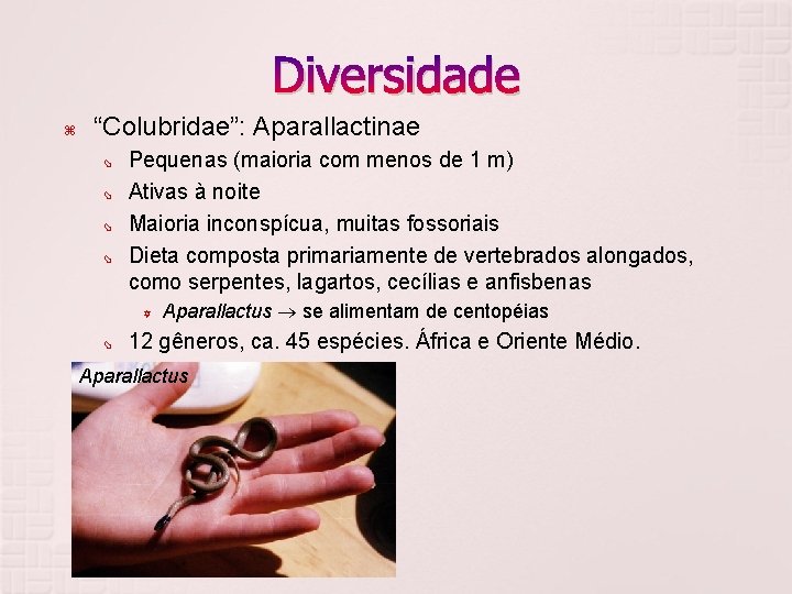 Diversidade “Colubridae”: Aparallactinae Pequenas (maioria com menos de 1 m) Ativas à noite Maioria