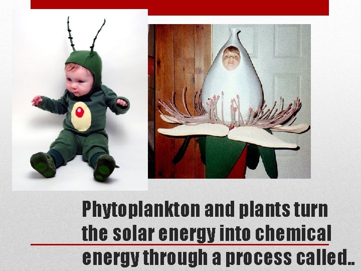 Phytoplankton and plants turn the solar energy into chemical energy through a process called.