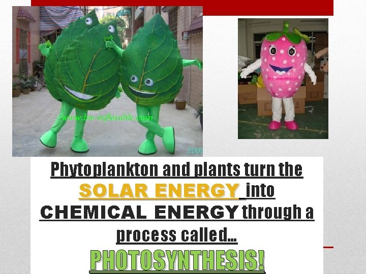 Phytoplankton and plants turn the SOLAR ENERGY into CHEMICAL ENERGY through a process called…
