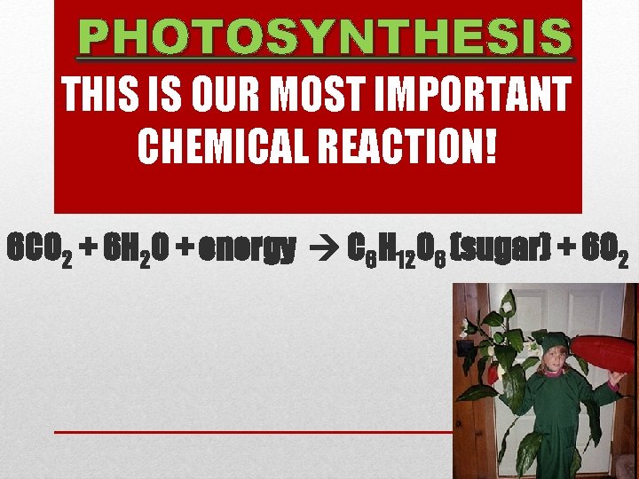 PHOTOSYNTHESIS THIS IS OUR MOST IMPORTANT CHEMICAL REACTION! 6 CO 2 + 6 H