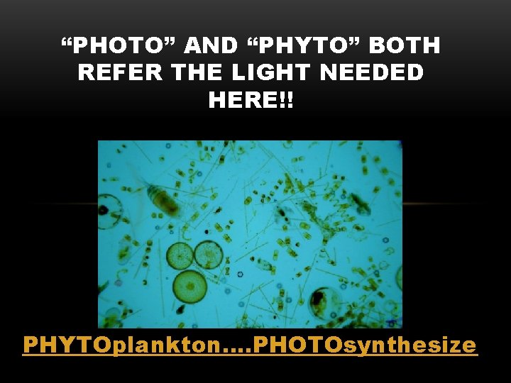“PHOTO” AND “PHYTO” BOTH REFER THE LIGHT NEEDED HERE!! PHYTOplankton…. PHOTOsynthesize 